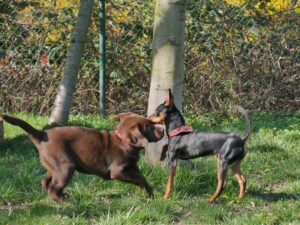 ein Pischer steht steif vor einem Labrador-Welpen, welcher mit ihm spielen will