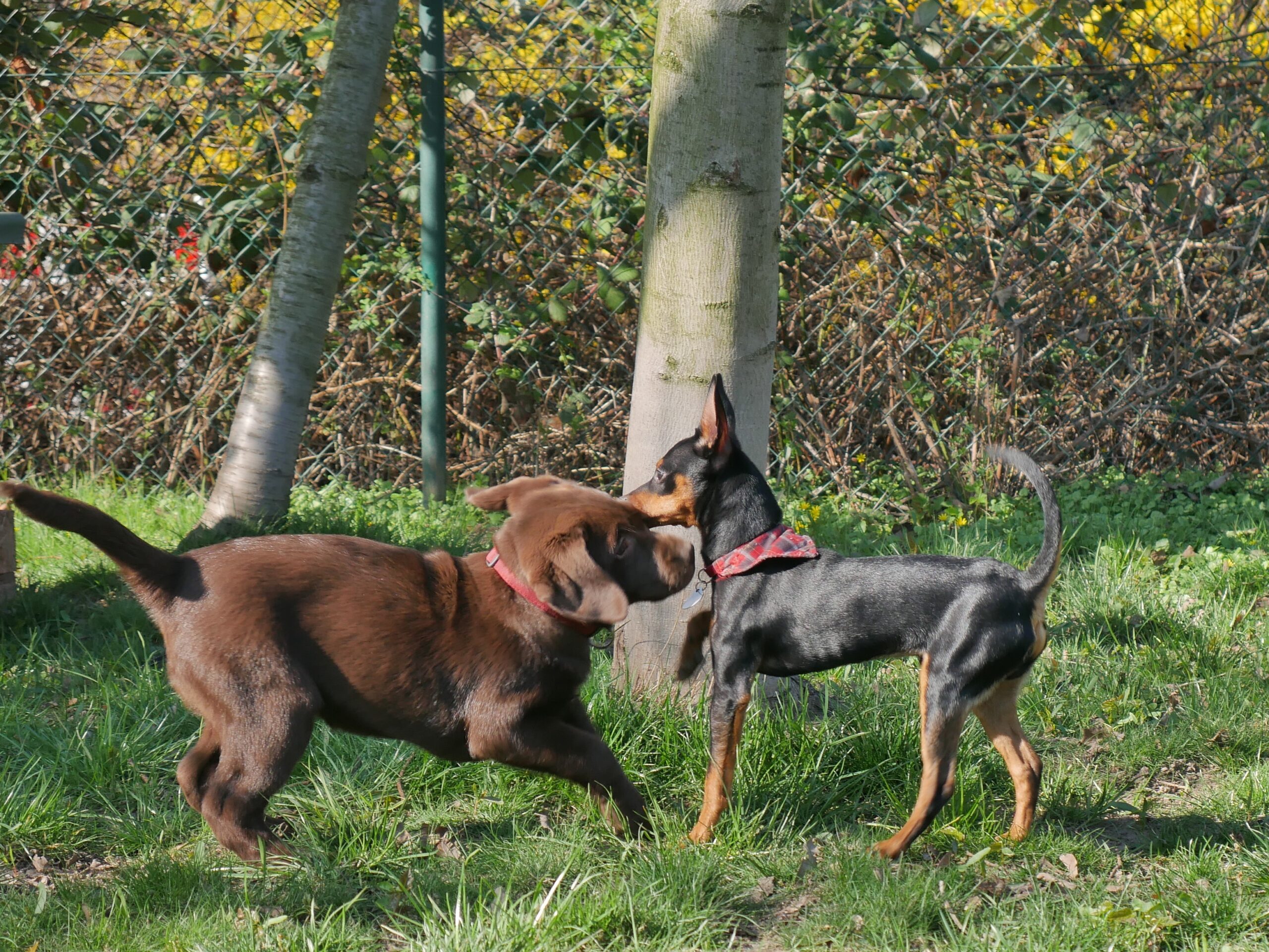 ein Pischer steht steif vor einem Labrador-Welpen, welcher mit ihm spielen will