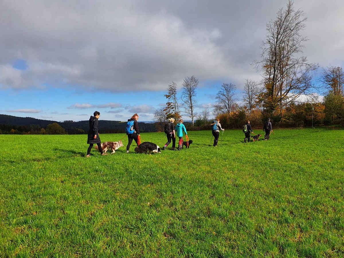 Social Walk: Gruppe von Haltern mit ihren Hunden läuft über eine grüne Wiese unter herbstlichem Himmel
