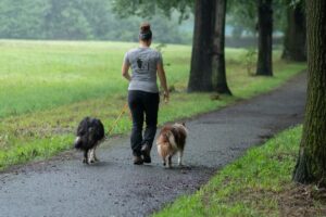 Hundelehrerin MAria Kurz geht mit 2 Hunden leinenführig eine Allee entlang