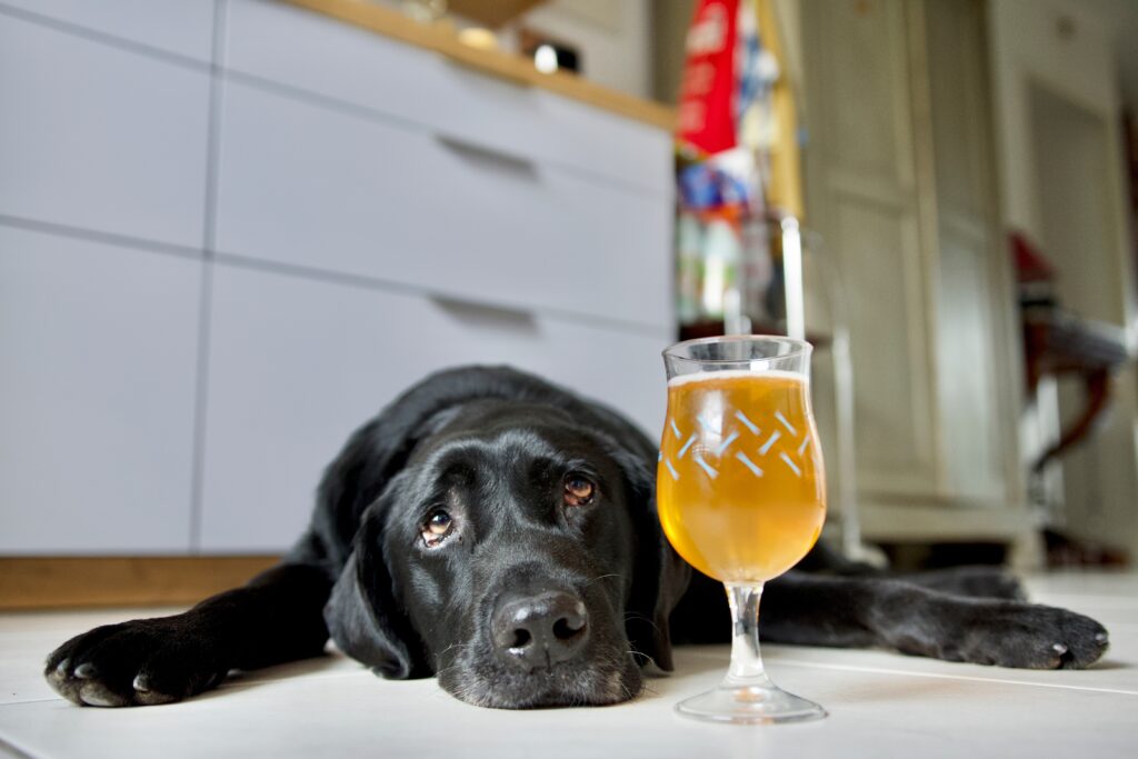 ein labrador liegt auf dem küchenboden und neben ihm steht ein glas gefüllt mit alkohol