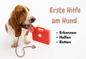 Ein Basset-Hund hat ein Stethoskop um den Hals und steht vor einem Erste Hilfe Koffer. Danben steht untereinander "Erste Hilfe am Hund - Erkennen, helfen, retten"