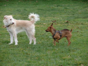 zwei hunde stehen hintereinander die vordere hündin schaut zu dem dahinterstehenden rüden, welcher die linke vorderpfote hochhebt und die hündin anschaut. bei dem rüden sind die gesamten nackenhaare aufgestellt. der rüde ist etwas kleiner als die hündin