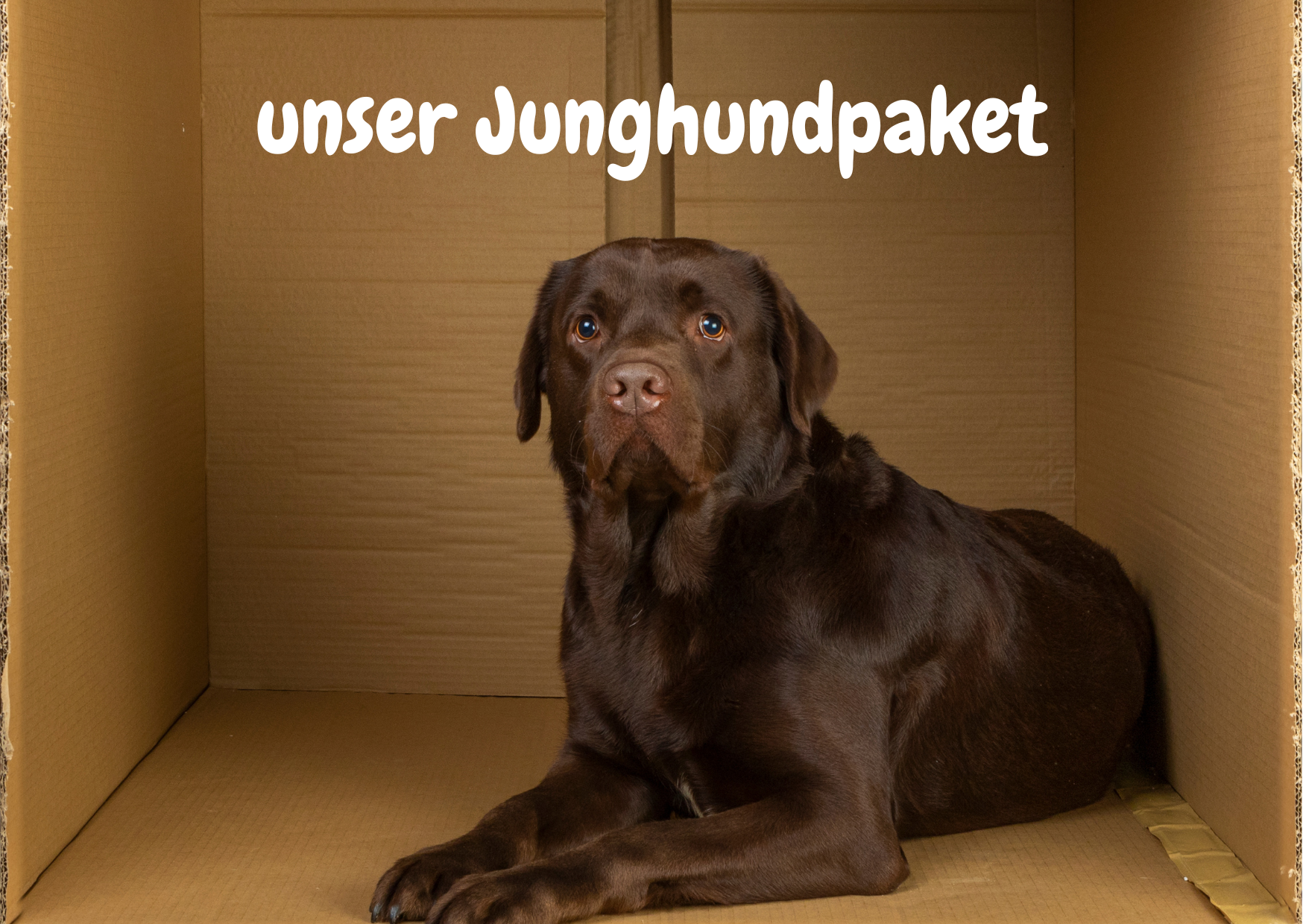 ein junger labrador liegt in einer kartonkisteund schaut in die kamera