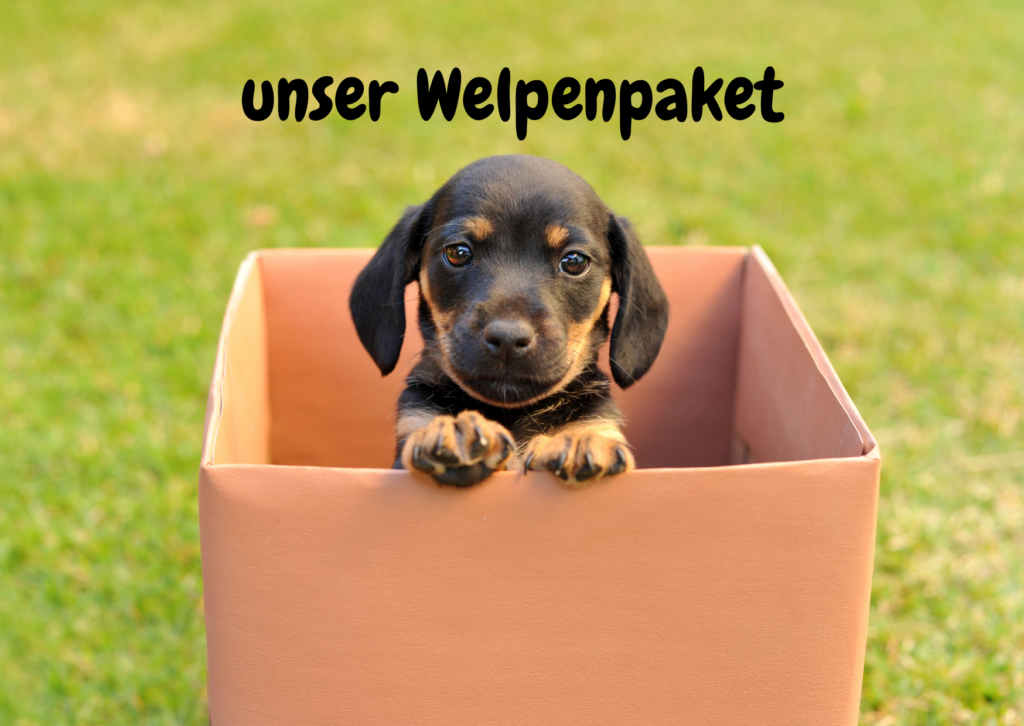 eine kleiner Welpe schaut aus einem Karton, welcher auf eine Wiese steht