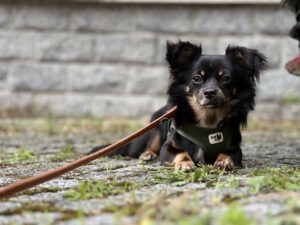 ein Chihuaahua liegt auf einer kleinen Wiese und schaut sehr aufmerksam in die Kamera